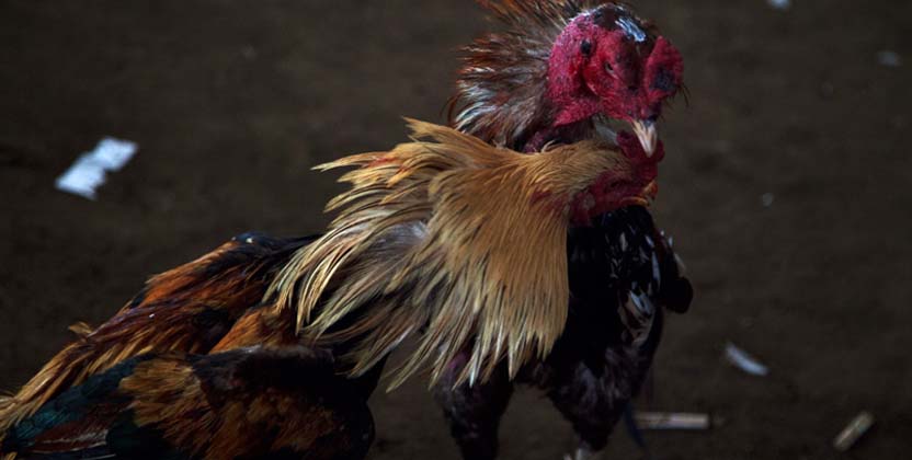 Membuat Ayam Petarung Tangguh, Bertenaga Serta Agresif